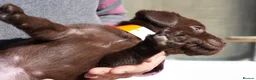 Labrador Retriever dogs for sale: Chocolate Labrador puppies Kc reg health tested - Advert 20