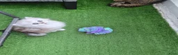 Persian cats for sale: Pure Persian silver chinchilla - Advert 7