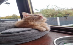 Mixed Breed cats for sale: Fluffy ginger boy  - Image 4