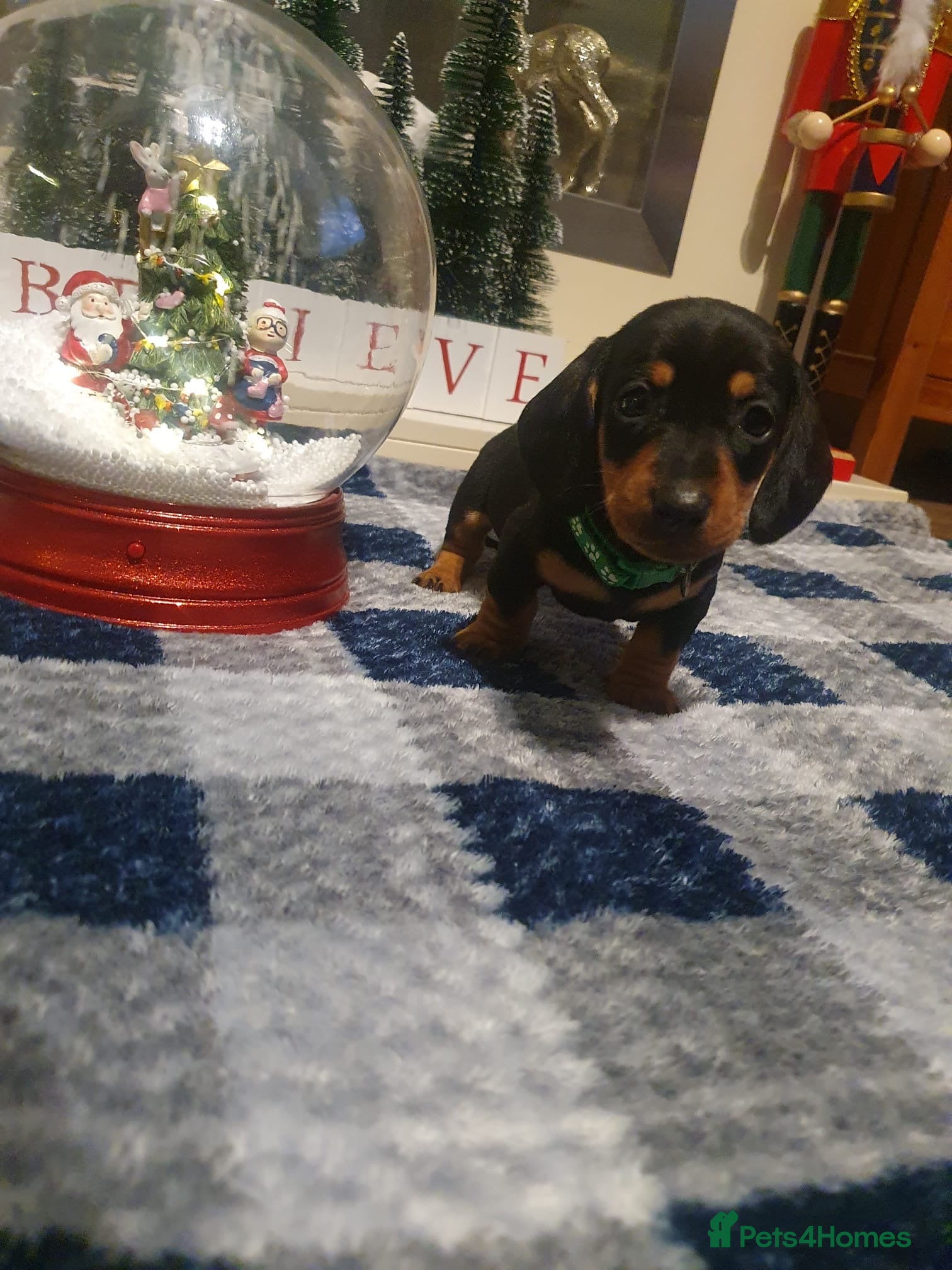 Dachshund dogs 🐶 Ready to leave Miniature dachshunds - Advert 4