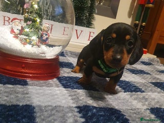 Dachshund dogs 🐶 Ready to leave Miniature dachshunds - Advert 4