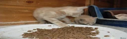 Mixed Breed cats for sale: 4 Ginger male kittens for sale to loving homes - Advert 8
