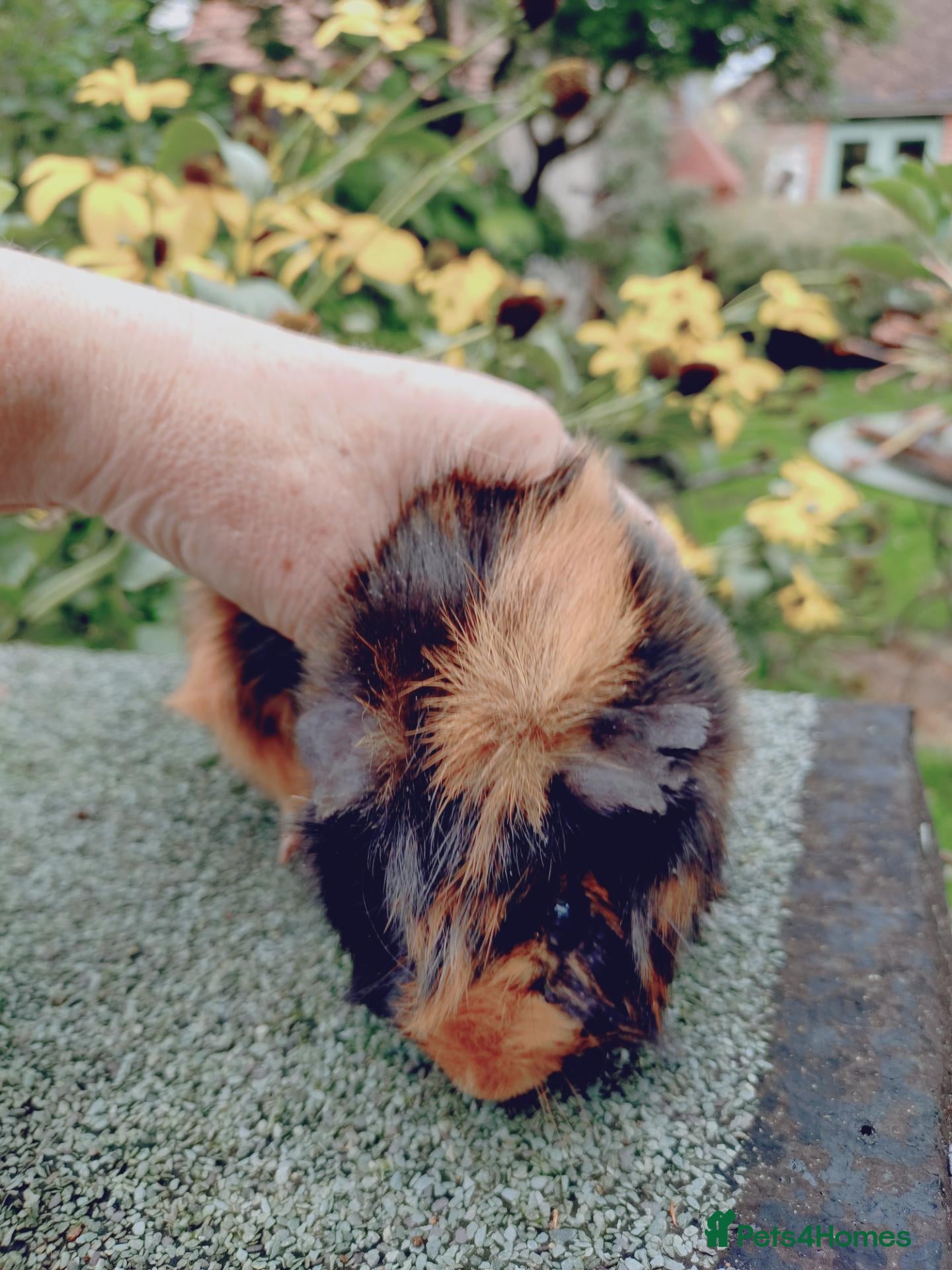 Guinea Pig rodents Baby males and females coming soon - Advert 17