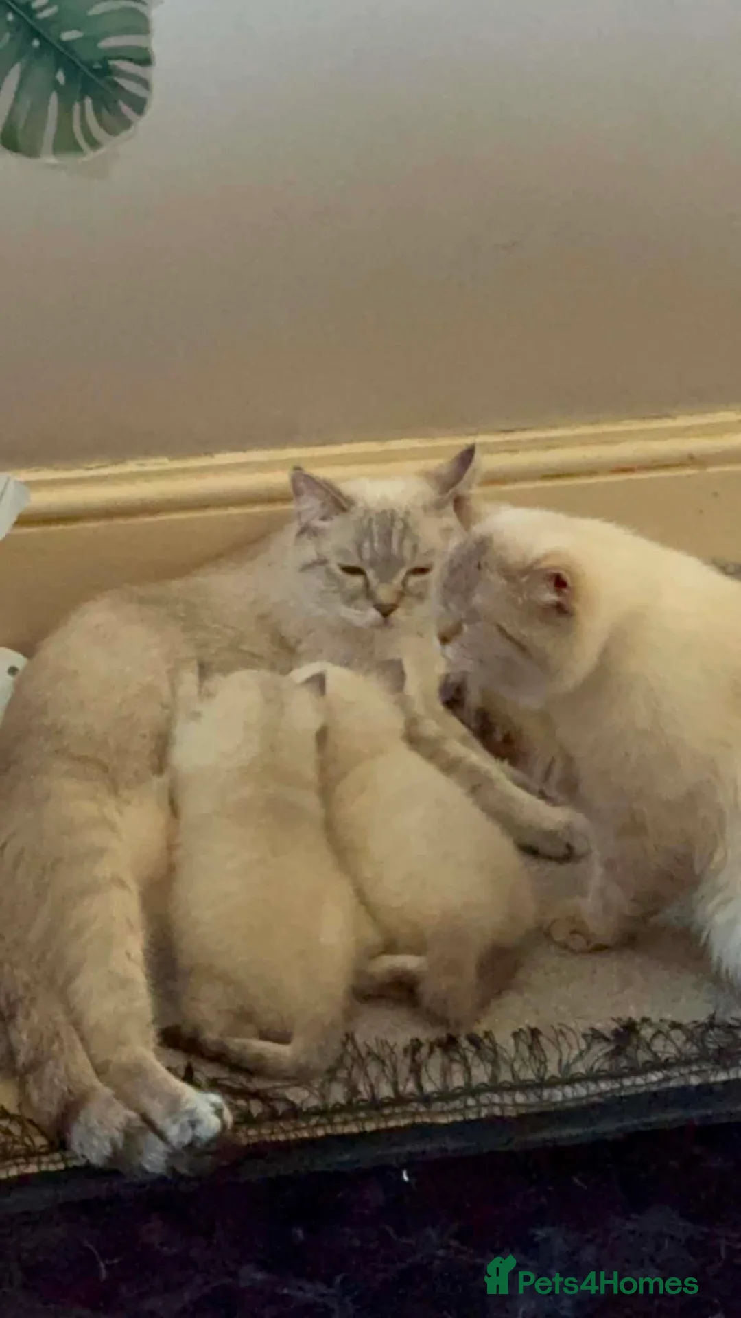 Scottish Fold cats for sale: Scottish Fold Healthy Playful Kittens Available - Advert 7