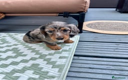 Dachshund dogs for sale: KC reg. Long hair miniature Dachshund puppies  - Image 6