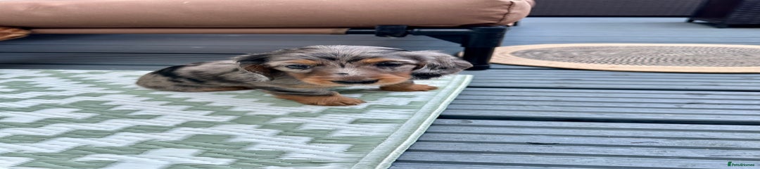 Dachshund Puppy 2