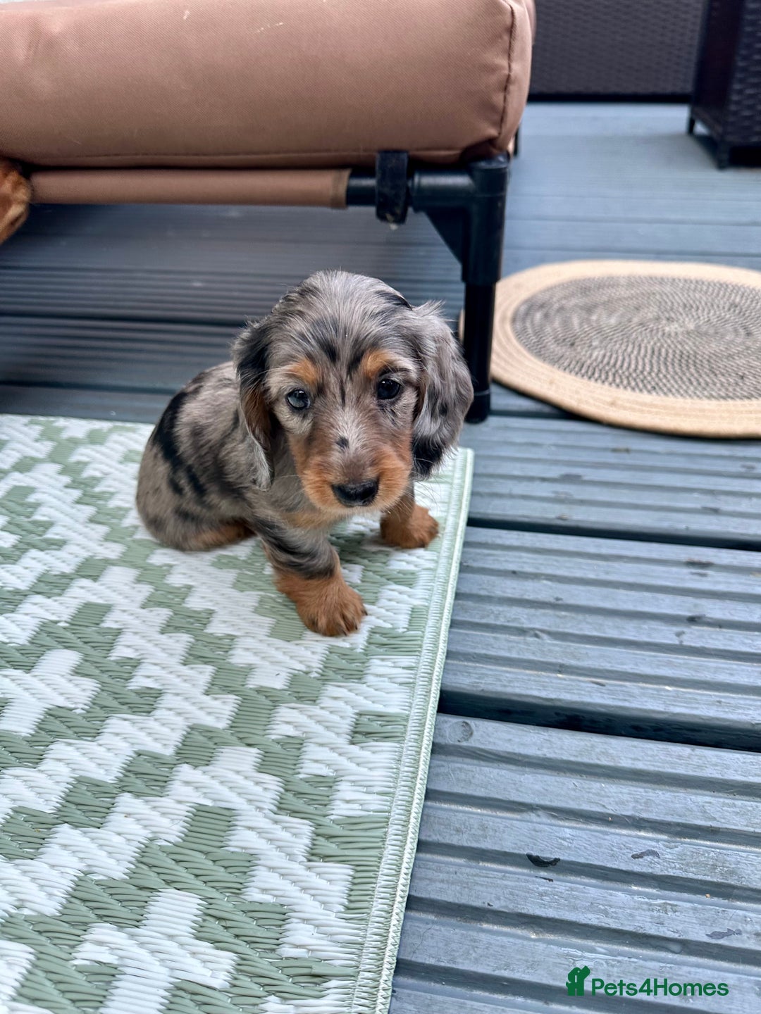 Dachshund dogs for sale: KC reg. Long hair miniature Dachshund puppies  - Image 6