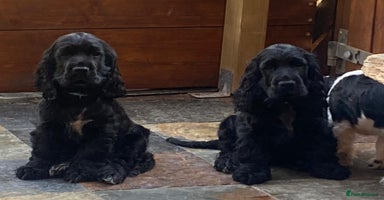 Cocker Spaniel dogs in Nottingham - Advert 3