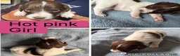 Sprollie dogs for sale: Gorgeous Sprollie puppies! in Peterborough - Advert 7