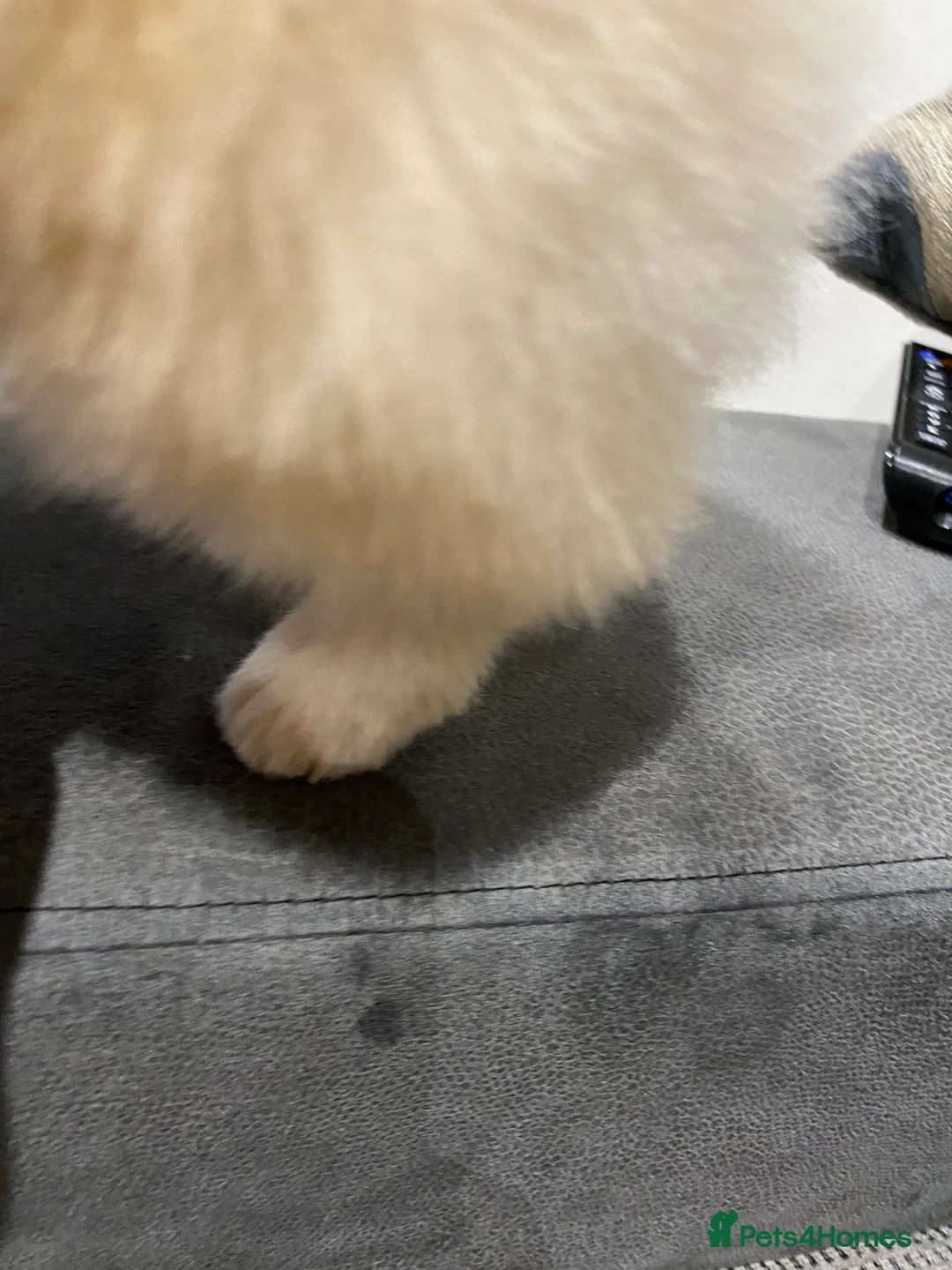 Pomeranian dogs for sale: STUNNING ADULT POM BITCH  - Advert 6