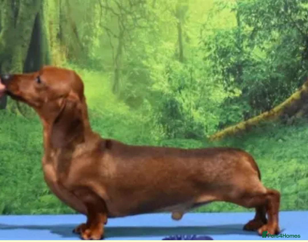 Miniature Dachshund dogs for sale: KC Reg Miniature Smooth Dachshund   - Advert 3