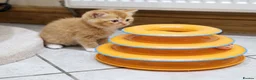 British Shorthair cats for sale: Adorable Kittens Ready For Reservation  in Leamington Spa - Advert 12