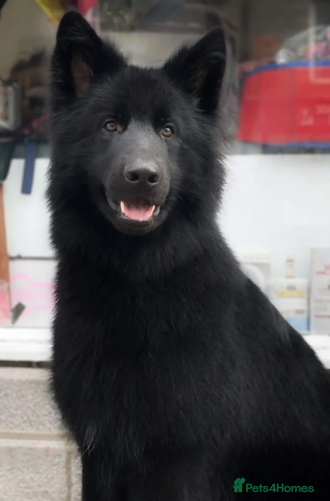 German Shepherd dogs for stud: Black german shepherd stud dog  in Aberdeen - Advert 2