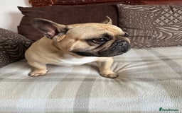 French Bulldog dogs for sale: 🏆KC registered, Standard French Bulldog Puppies🏆 - Image 38