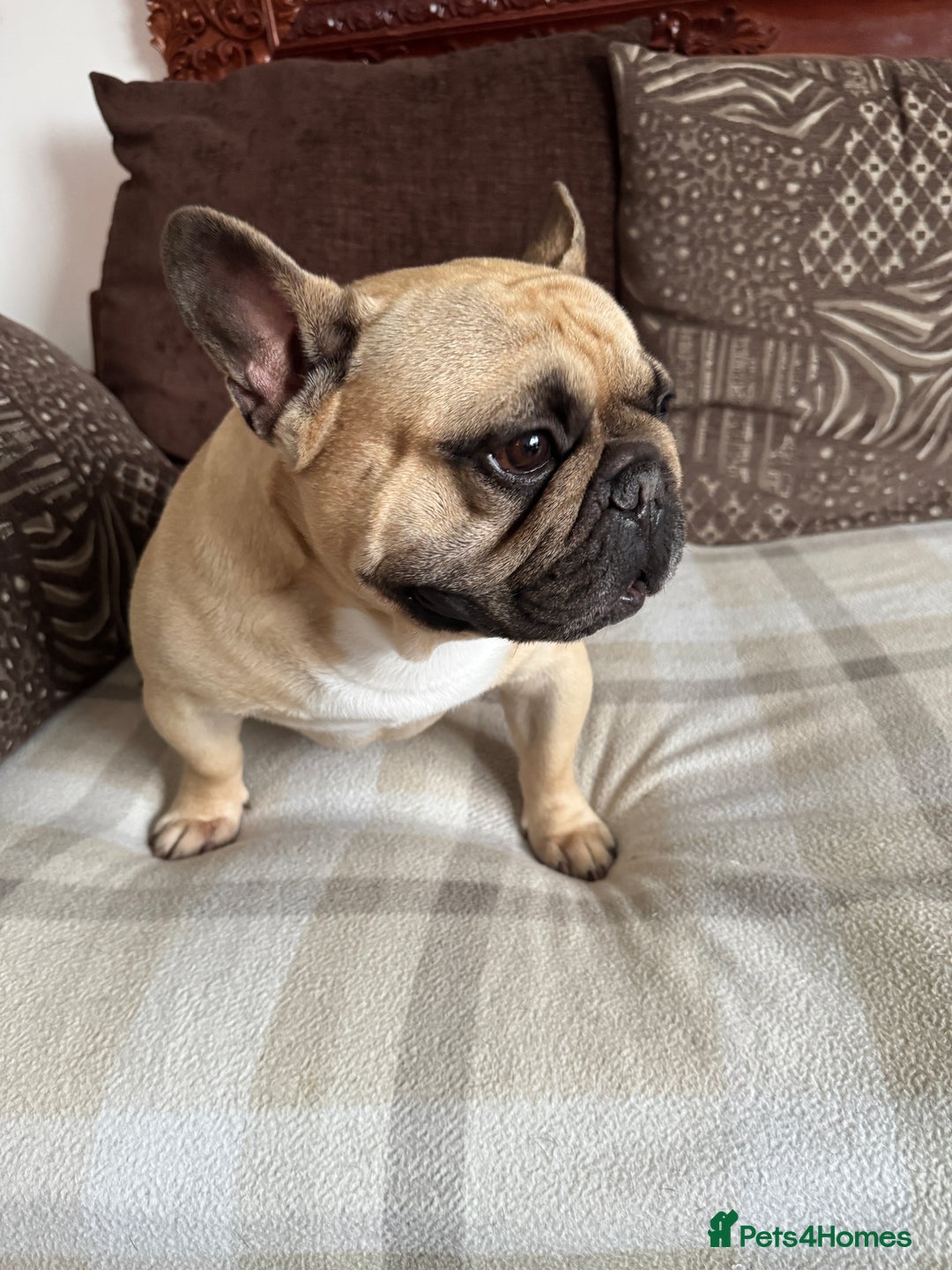 French Bulldog dogs for sale: 🏆KC registered, Standard French Bulldog Puppies🏆 - Image 38