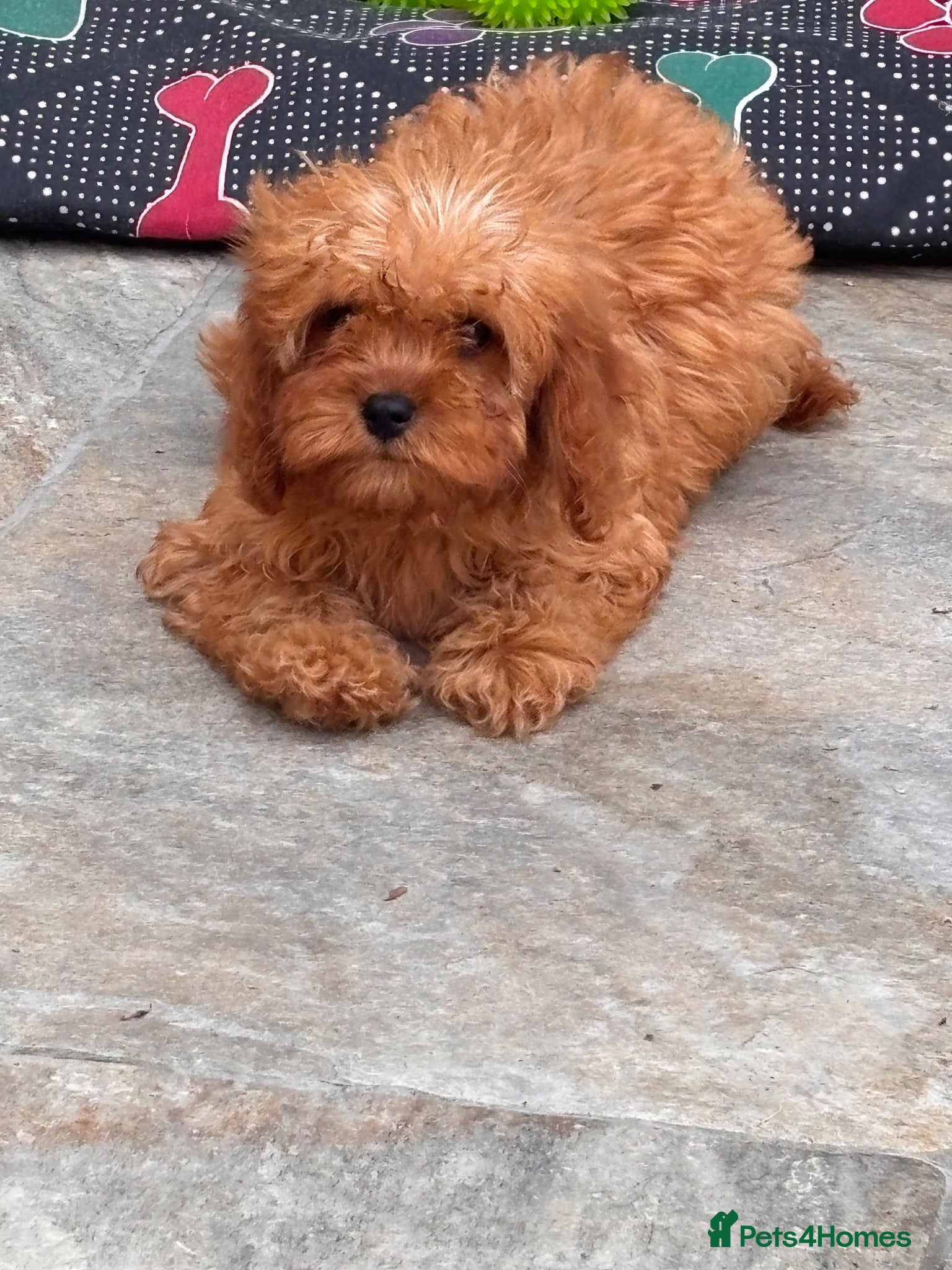 Cavapoo dogs REDUCED READY fully health tested F1 Cavapoo Girls - Advert 9