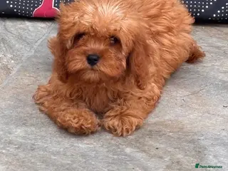 Cavapoo dogs REDUCED READY fully health tested F1 Cavapoo Girls - Advert 9