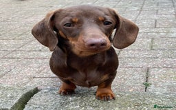 Miniature Dachshund dogs for stud: Mini Smooth Chocolate/Tan Dachshund (Stud Only) - Image 7