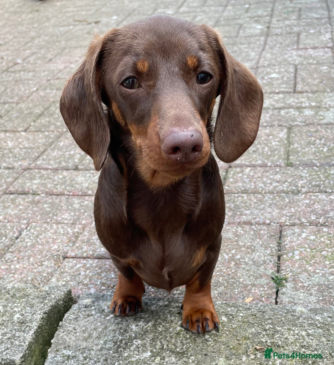 Miniature Dachshund dogs for stud: Mini Smooth Chocolate/Tan Dachshund (Stud Only) - Image 7