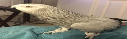 Parrots birds for sale: Premium African Grey Parrots–Family Pets in Colwyn Bay - Advert 5