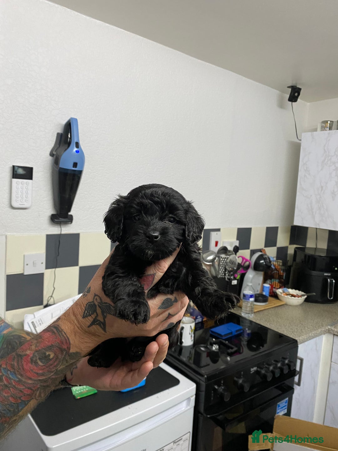 Labradoodle dogs for sale: Toy adorable Labradoodle DNA TESTED - Image 11