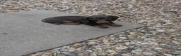 Dachshund dogs for sale: Miniature Dachshund  - Advert 5