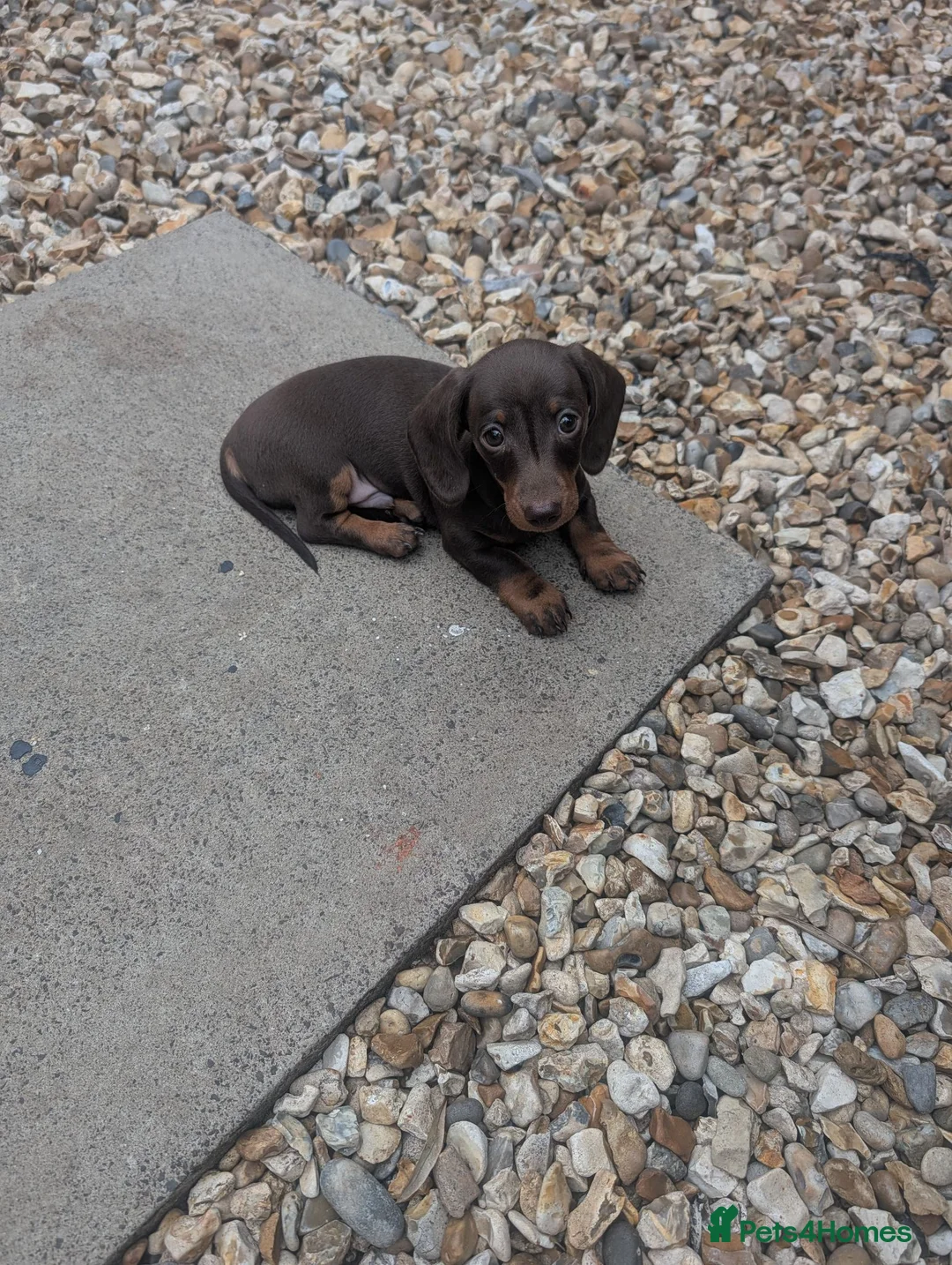 Dachshund dogs for sale: Miniature Dachshund  - Advert 5