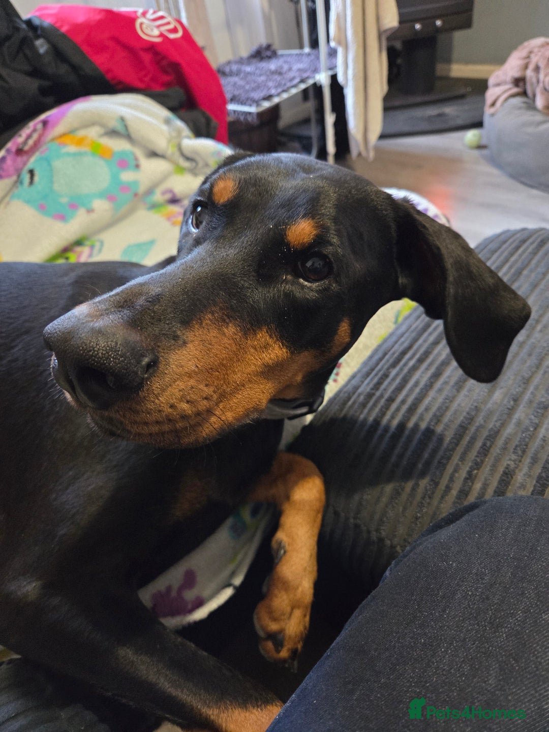 Dobermann dogs for sale: Female doberman  - Advert 2