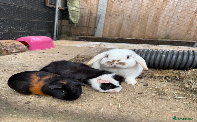 Guinea Pig rodents in Spilsby - Advert 6