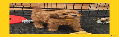 Cavapoo Yellow