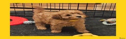Cavapoo dogs for sale: Beautiful F2 Cavapoo Puppies - Advert 2