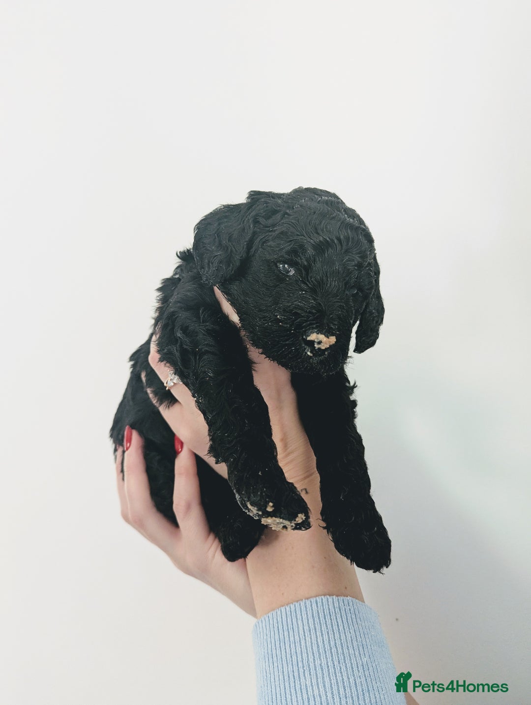 Standard Poodle dogs for sale: 6 wks old, ready 21st Jan, Standard Poodle Puppies - Advert 19