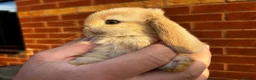 Mini Lop rabbits for sale: 🐰 Adorable Mini Lops 🐰  - Advert 2