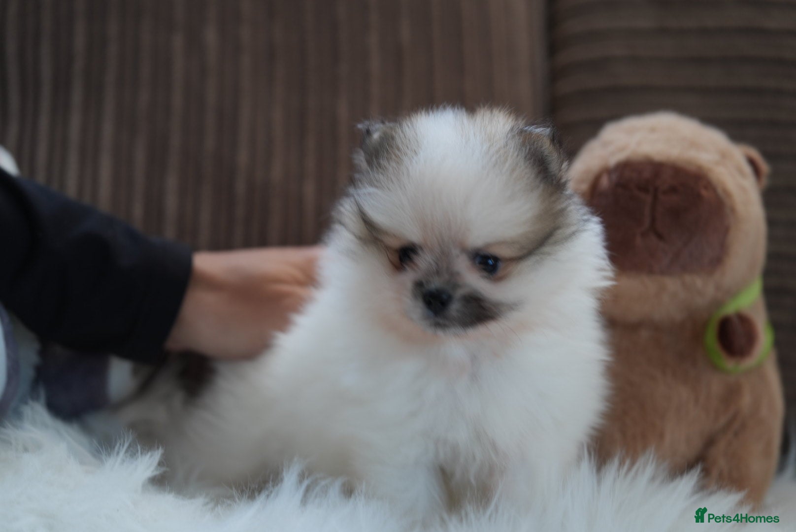 Pomeranian dogs Two cuties are looking for home  - Advert 13