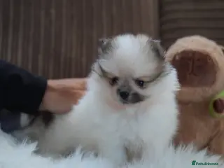 Pomeranian dogs Cute male puppy - Advert 1