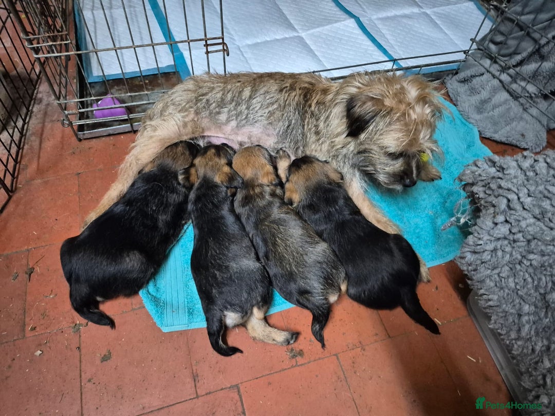 Border Terrier dogs for sale: Border terrier puppies - Image 17