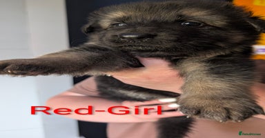 German Shepherd dogs - Advert 7