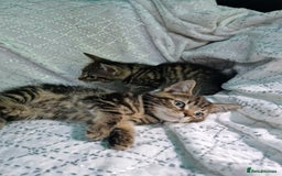 British Shorthair cats for sale:  Lovely 3 tabby male & 3 black female kittens. - Image 1
