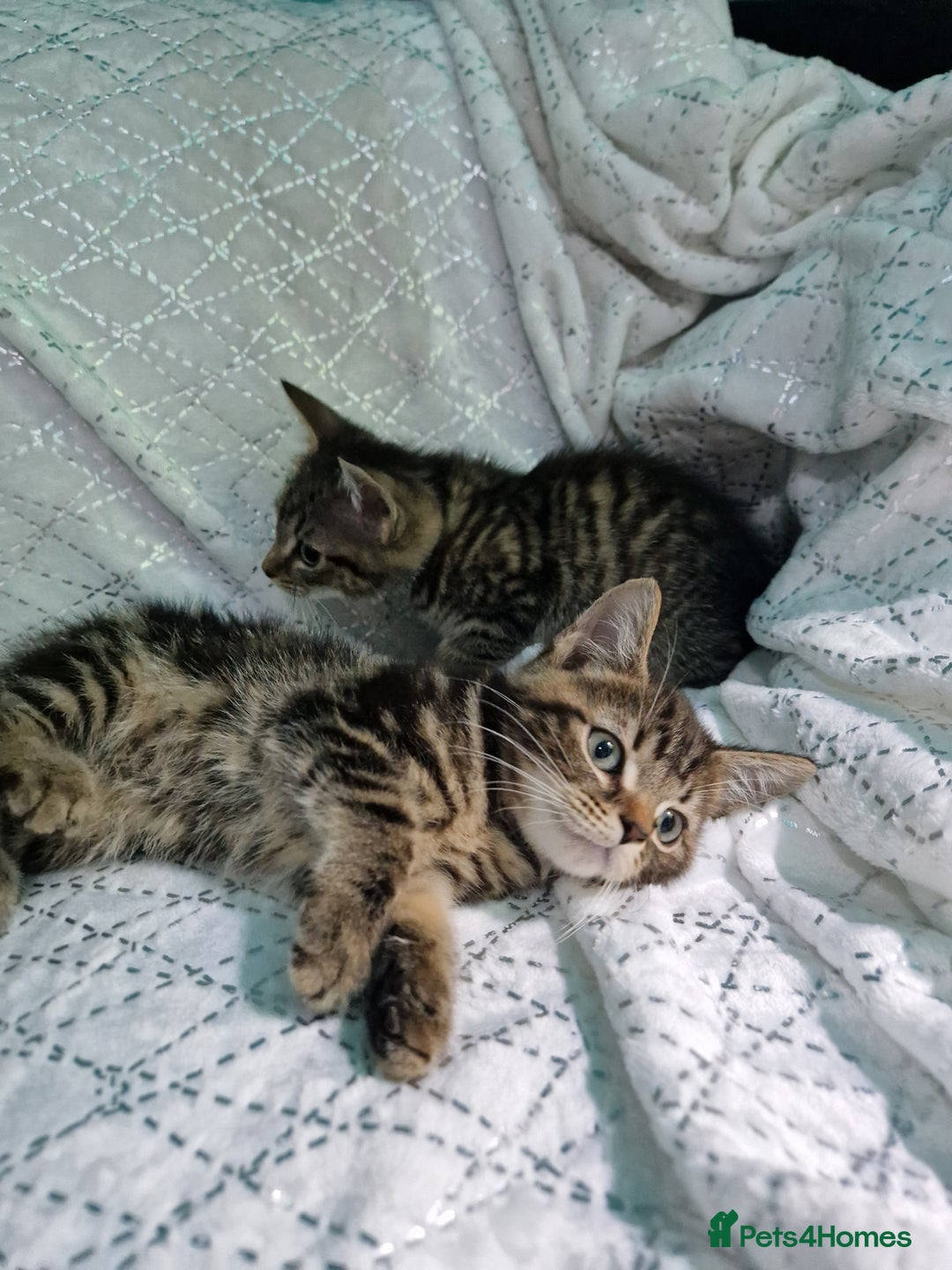 British Shorthair cats for sale:  Lovely 3 tabby male & 3 black female kittens. - Image 1