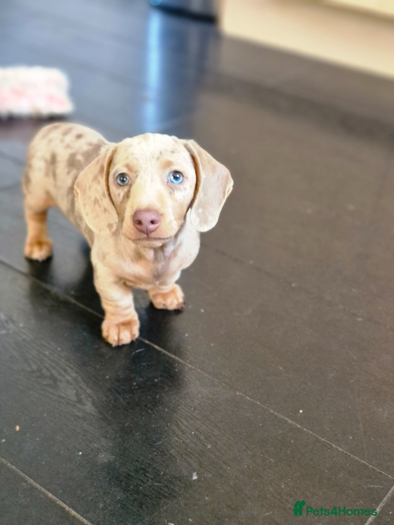 Miniature Dachshund dogs READY NOW KC Miniature Dachshunds 1 BOY LEFT    - Advert 2