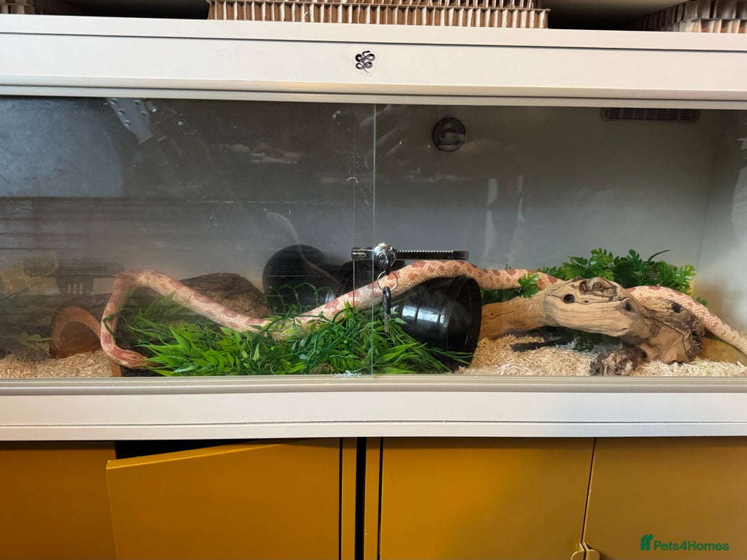 Corn Snake reptiles for sale: Female corn snake available - Image 2