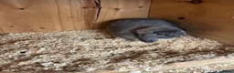 Mini Lop rabbits for sale: Blue opal mini lop - Advert 4