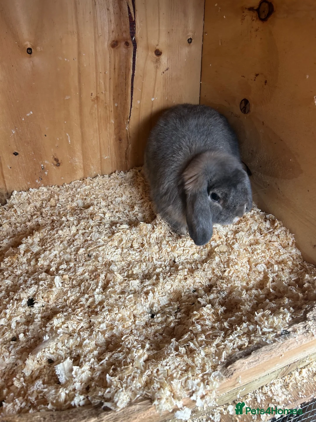 Mini Lop rabbits for sale: Blue opal mini lop - Advert 4