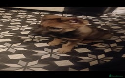 German Shepherd dogs for sale: 💥 chunky German Shepherd's 💥 - Image 6