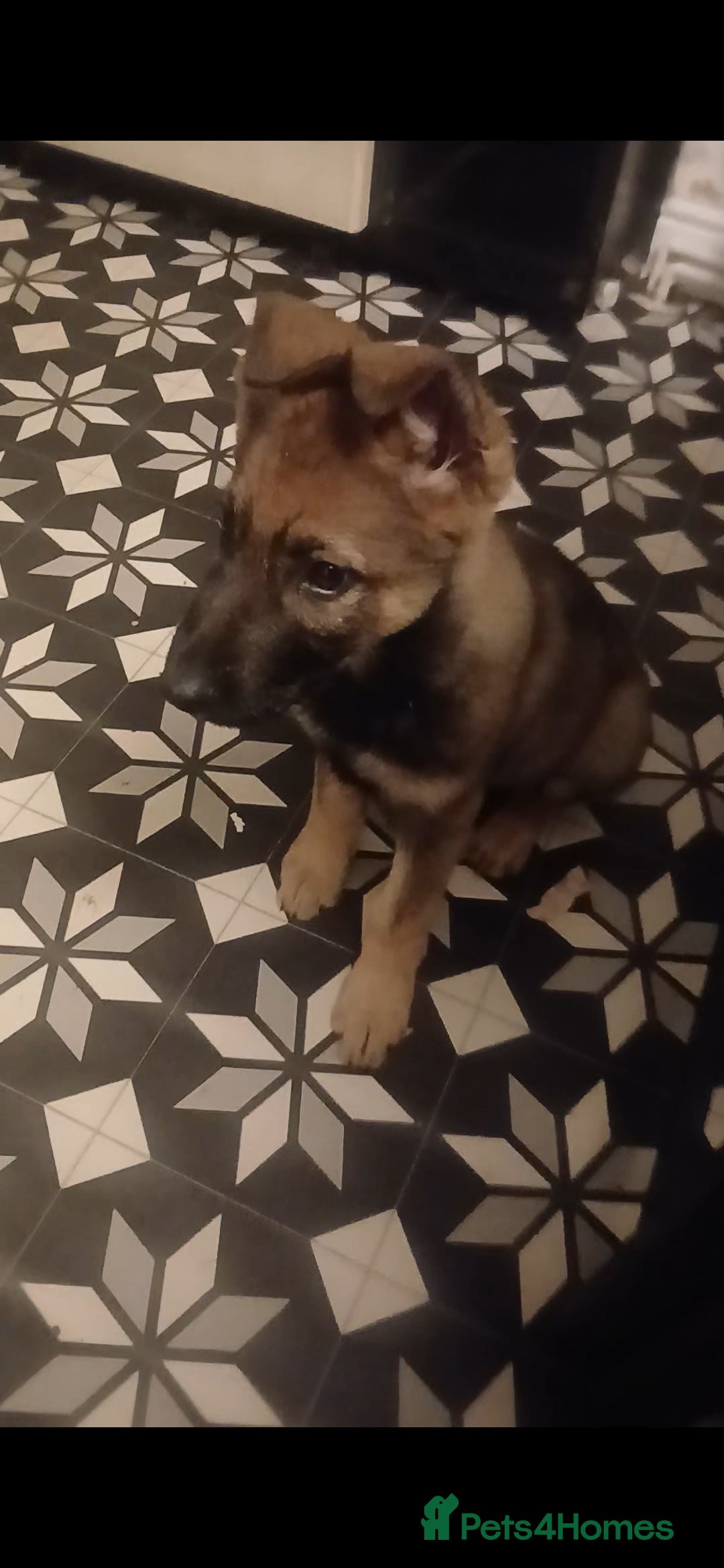 German Shepherd dogs for sale: 💥 chunky German Shepherd's 💥 - Image 6