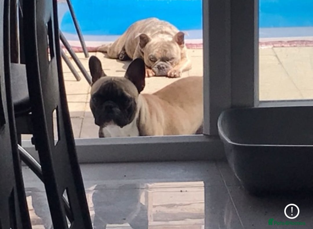 French Bulldog dogs for stud: Digbert loves Bitches 😍 - Image 4