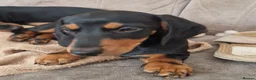 Dachshund dogs for sale: Mini Daxies home bred - Advert 4