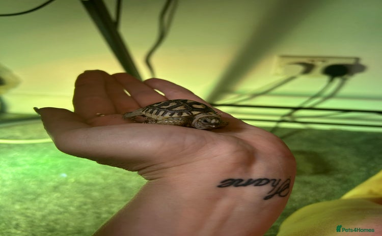Tortoise reptiles - Advert 10