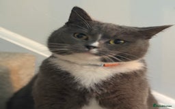 British Shorthair cats for sale: Beautiful British shorthair mix kittens available. - Advert 10