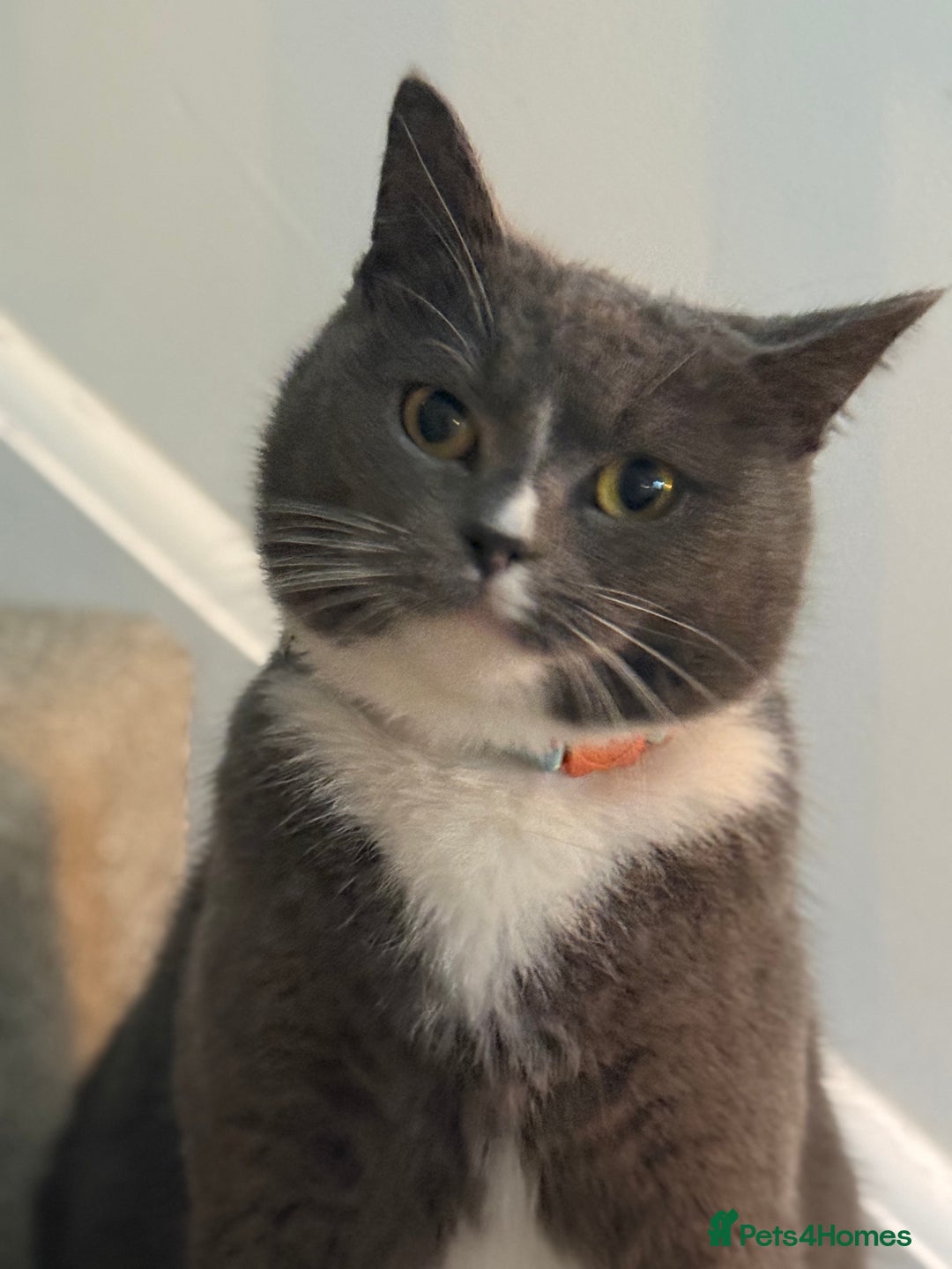 British Shorthair cats for sale: Beautiful British shorthair mix kittens available. - Advert 10